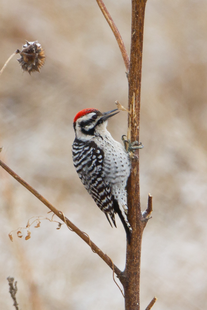 Ladderbacked Woodpecker (Picoides scalaris)